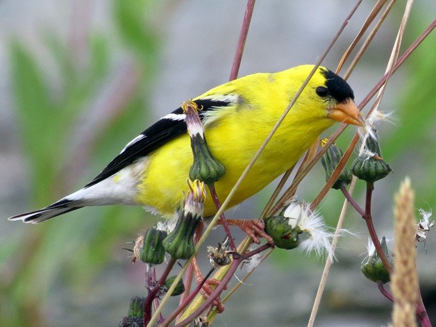 The American goldfinch is a year-round visitor to Washington feeders