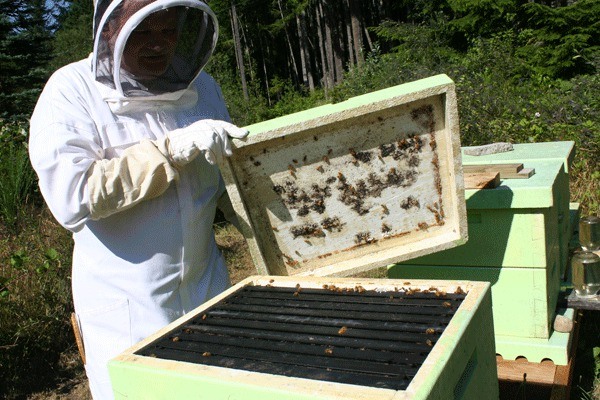 Ben Roberts checks on his bees at his Bremerton honey farm.