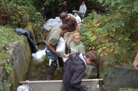 Students in Bill Wilson's Advanced Placement Environmental Science class at Central Kitsap High School work to install a weir on Strawberry Creek in Silverdale to help spawning salmon in their migration.