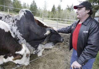 Joe Swinney began raising bulls to compete in the Professional Bull Riders and American Bucking Bull