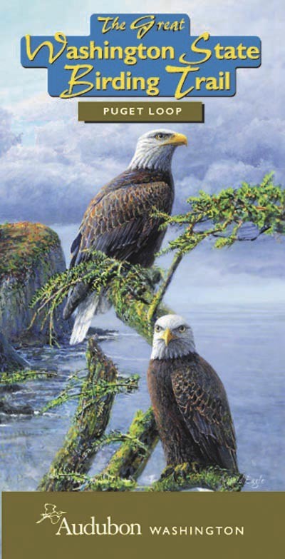 The Puget Loop is one of seven regional Audubon guides that map the best birding locations in Washington. The Puget Loop includes six of Kitsap County’s premier birding hotspots based on information gathered by a team from Kitsap Audubon.