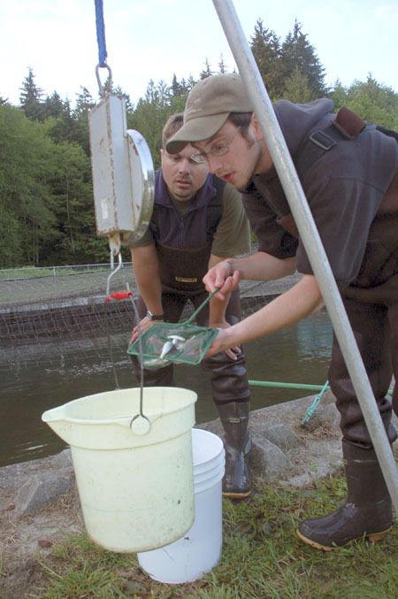 Citizen volunteer Bill Bell takes a sample of juvenile chinook that will be counted at the Gorst Hatchery. The Suquamish Tribe released nearly 2 million juvenile chinook that are expected to return to the Gorst watershed in several years as adults.