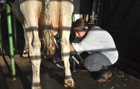 Karen Olson of Blackjack Valley Farms connects a milking machine to Mrs. Piggy