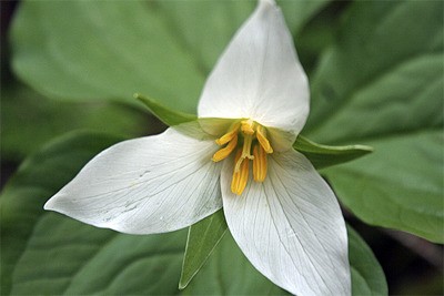Trillium in bloom at the Rhododendron Preserve.