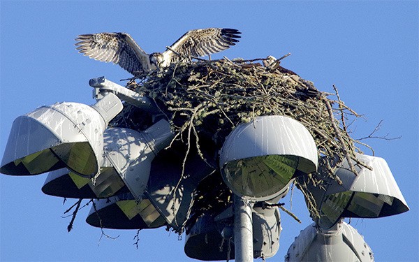 This osprey and its family are nesting atop stadium lights at Strawberry Field in Poulsbo. The Kitsap Audubon Society hopes to move the nest to a safer place nearby.