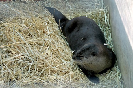 A relocated river otter awaits release in northern New Mexico in November 2010.