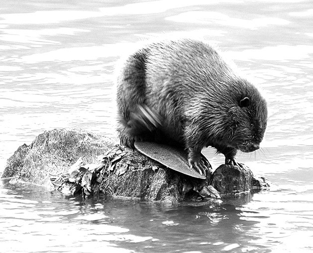 Consider taking a trip to Carpenter Lake to view the changes being made y the lake's resident beavers.