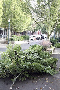 Bremerton parks crews trimmed trees along Fourth Street Oct. 14.