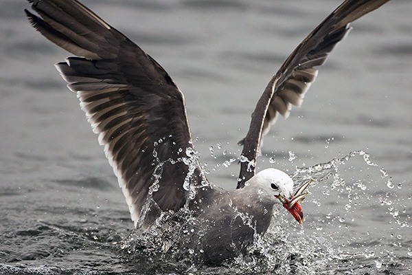 A Heerman's gull feeds at Point No Point.