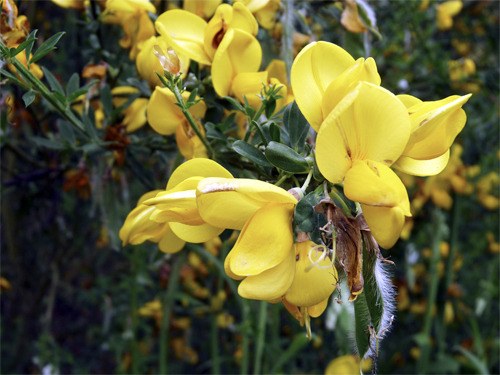 Scotch Broom blooms along roads in Kitsap.