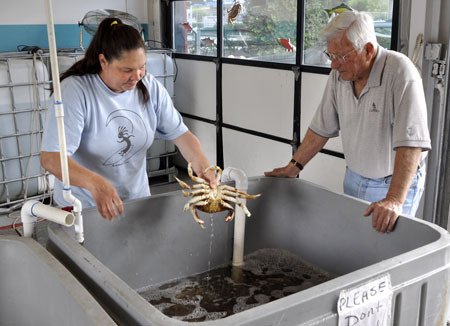 Christine Hamner selects the largest 'dungy' from the Crab Shack's Dungeness crab live well for a customer at the seafood shop on Wheaton Way.