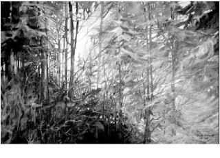 Willo Huards Daylight Through Forest acrylic painting is one of the many that comprise her show at Silverdale Fine Arts this month.