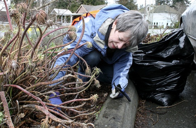 Lenore Lynch trims an unruly plant Wednesday outside the Kingston Community Center.