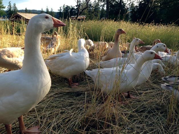 Tani Creek Farm on Bainbridge Island specializes in different types of birds for holiday meals