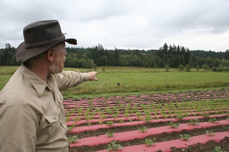 Farm manager Scott Hall overlooks the new crops planted at the Petersen Farm in Silverdale.