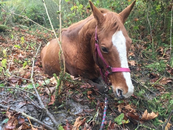 A horse stuck in deep mud near Kingston was rescued by North Kitsap Fire & Rescue firefighters on Oct. 22.