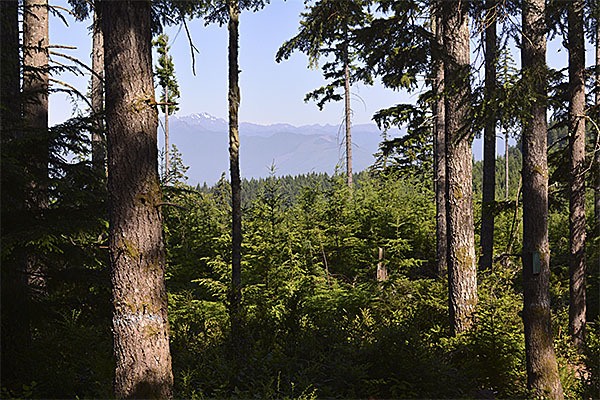 A view of the Cascades along Wildcat Trail.