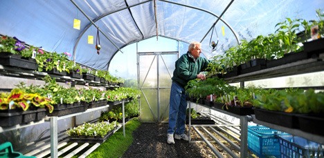 Sacks Feed and Garden owner Dave Hildebrand checks on some plants in the store’s greenhouse.