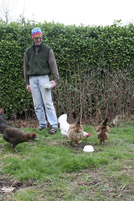 Brian Watson watches his five hens feed on oatmeal in his backyard just outside the Bremerton city limits. Watson hopes Bremerton will repeal its prohibition on chickens inside city limits.