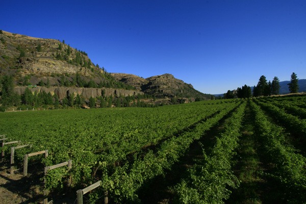 Whitestone Vineyard & Winery