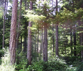 The Stavis Natural Resources Conservation Area includes several wetlands and fish-bearing streams that flow into Hood Canal.