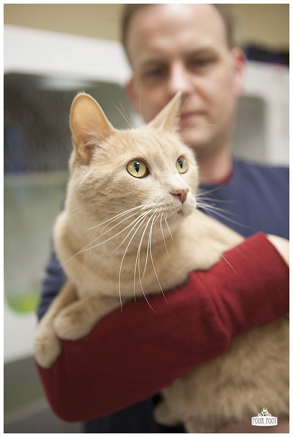 Tony the cat is among many animals ready for adoption at the Kitsap Humane Shelter.
