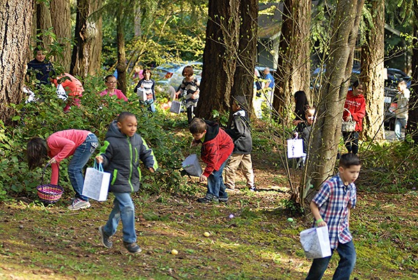 Children rush to collect hidden Easter eggs during the American Legion #149 annual community Easter egg hunt at Forest Ridge Park in Bremerton March 26. Children ages 1 to 12 were given free Easter bags for the search. About 150 people took part in the event. Children and parents lined the edge of the forest and at noon the children scrambled to find the eggs. Just about three minutes later