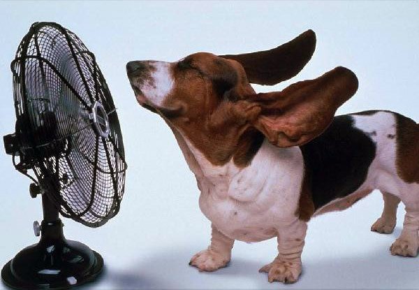 Dogs will tolerate heat to the extreme