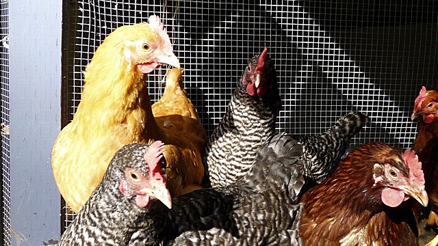 It is a myth that chickens need roosters in order to lay eggs. A flock of female chickens don't need a rooster to produce healthy eggs.