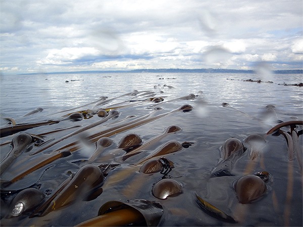 Bull kelp floats just off the shore of Bainbridge Island