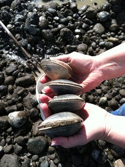 Salish Bounty co-curator Elizabeth Swanaset holds clams collected on a Puget Sound beach last summer. The clams were then smoked and preserved for winter use.
