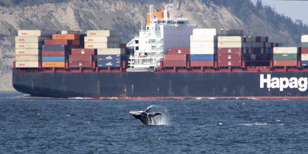 Humpback whale puts on show off Hansville | Photo