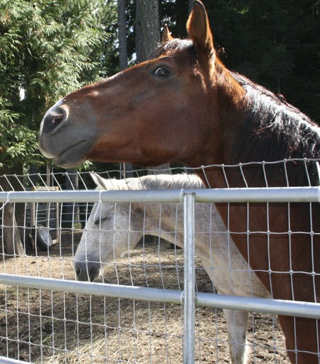 Two horses from Port Orchard rescued as part of a recent criminal seizure are recovering at the Kitsap Humane Society’s facility in Silverdale.