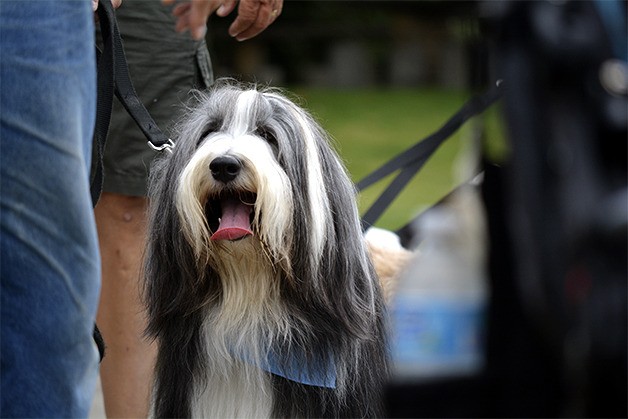 The Kitsap Humane Society's annual PetsWalk took place in Poulsbo for the first time July 11.