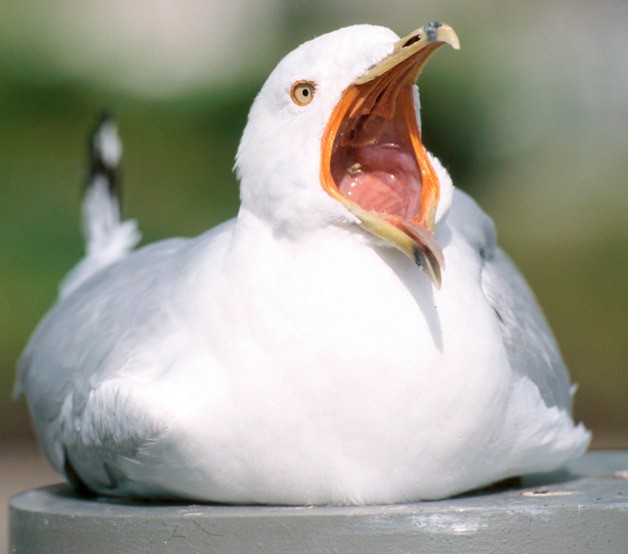 May 24 will be Port Orchard’s 26th Seagull-Calling Festival.