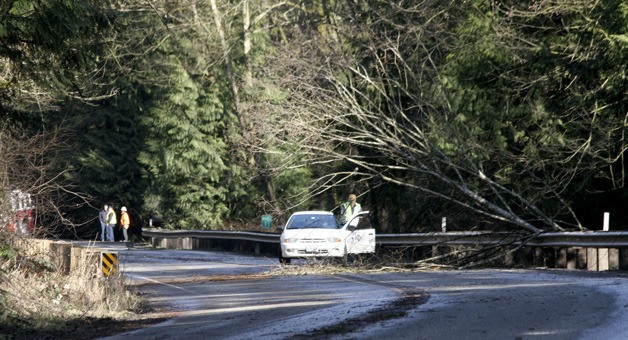 A tree fell on wires on Bond Road on Wednesday afternoon.