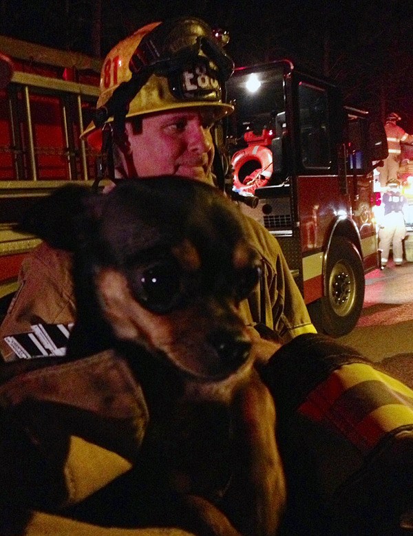 NKF&R firefighters greet Daisy the Chihuahua