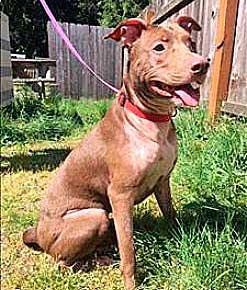 Belle is one of the dogs Kitsap Humane Society cares for.