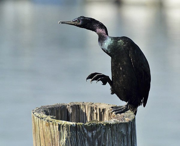 A Pelagic Cormorant is perched on a log downtown by the bank last week on the Port Orchard Waterfront.