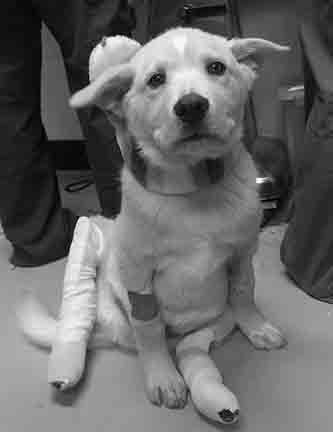Fozzie is shown with hind leg splints after he received medical care by the Kitsap Humane Society.