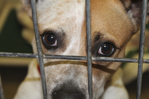 A 3-year-old dog named Roxy sits in her cage prior to being adopted.