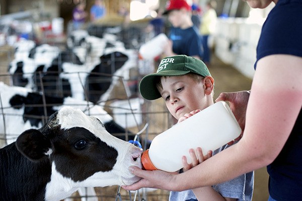 As part of Lindell Smiley’s experiences on the farm he was able to help feed calves from a bottle. The Foglers’ Farm in Maine was one of the places he wanted to visit.