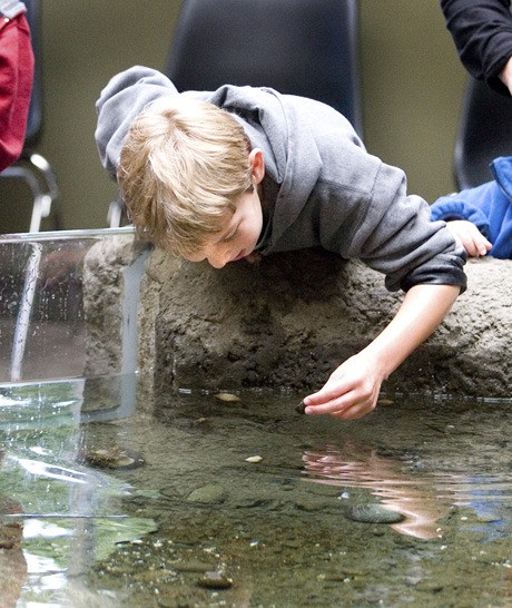 A visitor takes a hands-on look at creatures in the Poulsbo Marine Science Center aquarium.