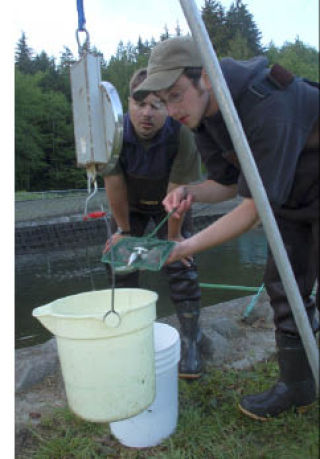 Gorst Hatchery technician Doug Nolan and citizen volunteer Colin Bell count a sample of juvenile chinook at the Gorst Hatchery before releasing them into Sinclair Inlet. The Suquamish Tribe released nearly 2 million juvenile chinook that are expected to return to the Gorst watershed in several years as adults