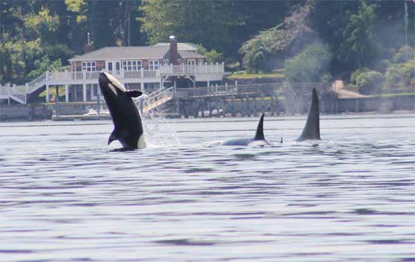 A pod of orca whales made an appearance in Liberty Bay July 18. The whales made it up past the Poulsbo Yacht Club.