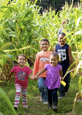 A Kingston family finds its way out of the corn maze. From left