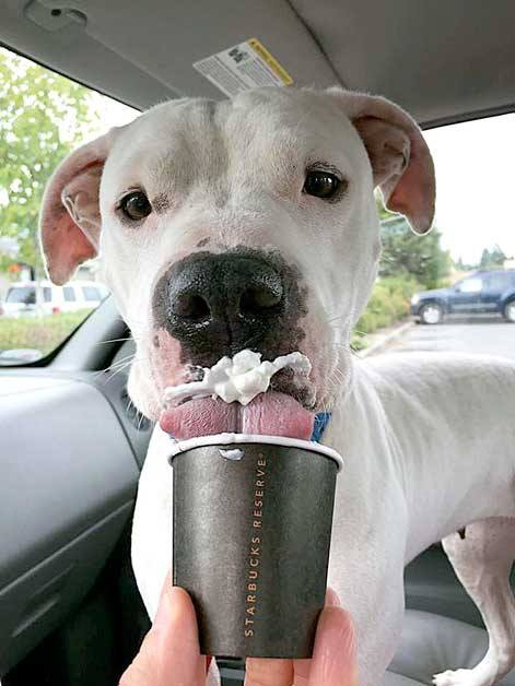 Dogs from the Kitsap Human Society are taken to Starbucks on Tuesdays to get “puppuccinos.”