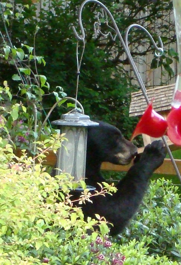 This hungry little guy was caught on camera sneaking a snack out of a birdfeeder in Kingston.