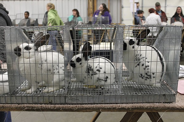 Rabbits wait to be pulled from cages during the judging portion of the West Puget Sound Rabbit Club show last Saturday. Each breed has various grading scales for shows.