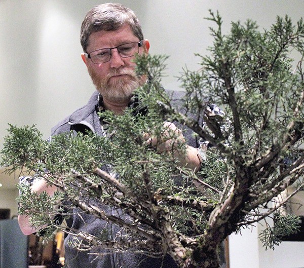 Mark Stephens of Poulsbo clips a juniper bonsai tree at a meeting of the Evergreen Bonsai Club Jan. 16. The club meets the third Friday of each month at the Crossroads Neighborhood Church in Bremerton.